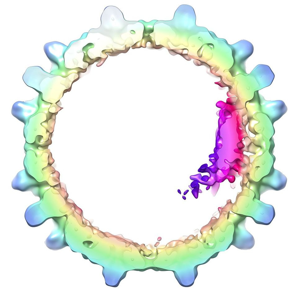 HBV: A DNA virus that cannot escape its RNA roots